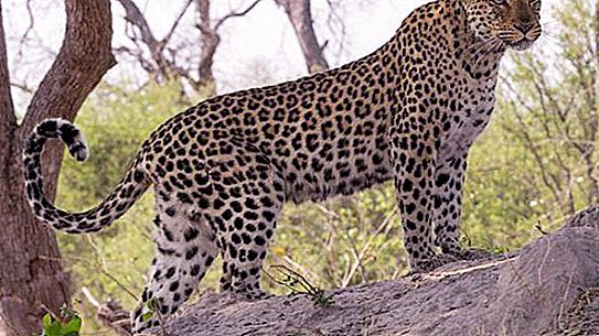 Afrikaanse luipaard: leefgebied, gewoonten, beschrijving, aard van het dier