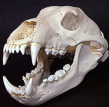 クマの頭蓋骨。 ハンティングトロフィー