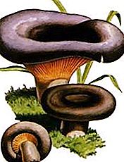 切尔努什卡蘑菇是什么？