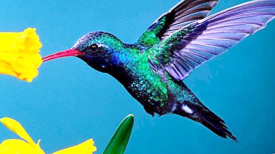 Kolibri, lintu. Maailman pienin lintu: kuvaus, kuva ja hinta
