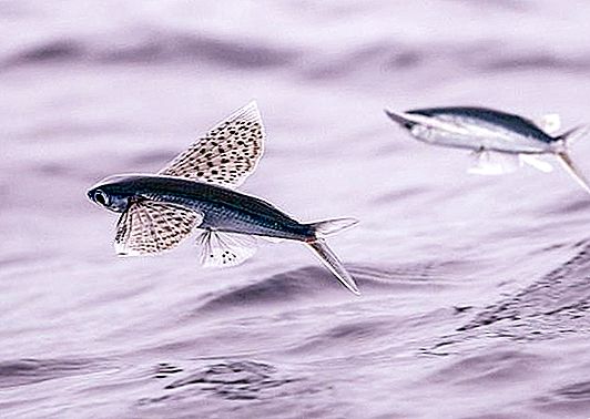Fliegender Fisch. Arten von fliegenden Fischen. Wie viel kostet fliegender Fischrogen?