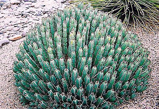Euphorbia resiniferous: kasulikud omadused, paljunemisomadused ja hooldussoovitused