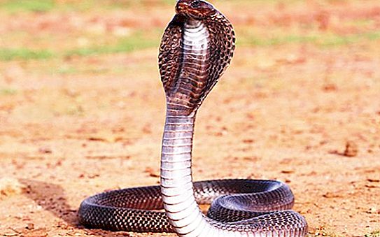 Om drottningens orm, Cobra och Anacondas