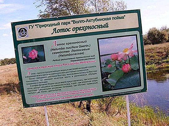 Lago di loto nella regione di Volgograd: descrizione, natura, escursioni
