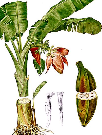 Banānu dzimtene, kā audzēt, apraksts