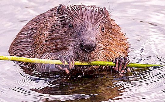 I wouldn’t do it myself. A man helped a beaver to transfer a branch across the road: video