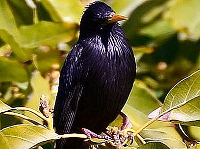 Starling - noderīgs un dziedošs putns