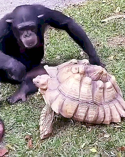 Animals have a lot to learn: the fun video of a chimpanzee that feeds an apple on a turtle inspires