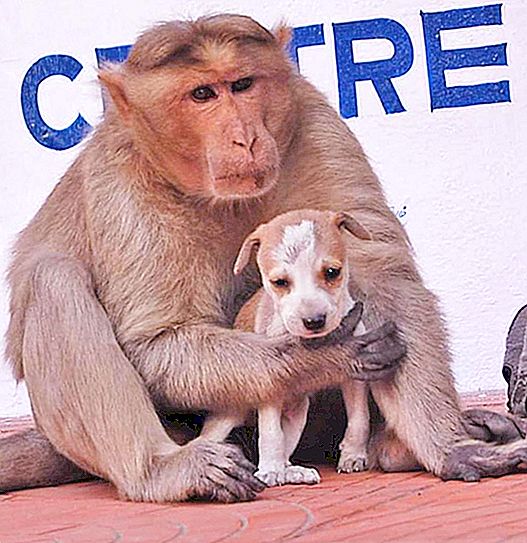 Pelajaran kemanusiaan dari haiwan: seekor monyet liar "mengadopsi" seekor anjing tunawisma
