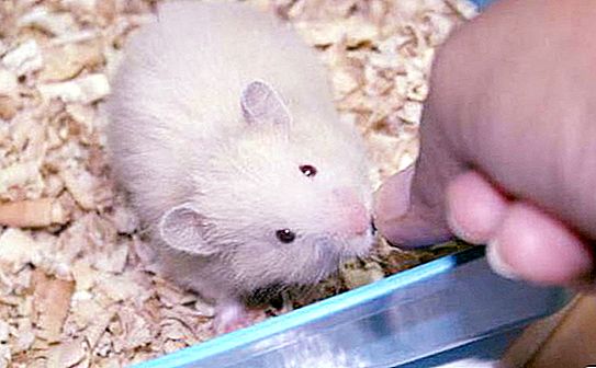 Dyr i det levende hjørnet - hamstere, skilpadder, pinnsvin: vedlikehold og stell