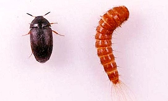 Kozheed甲虫：描述，发展阶段，什么是危险的以及如何衍生