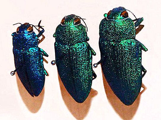 Kumbang bug: perosak yang indah