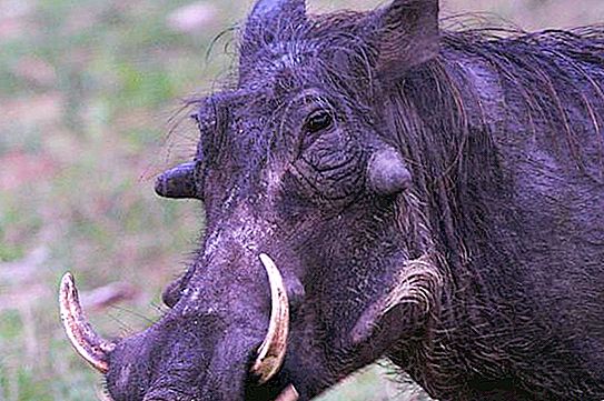 African warthog: περιγραφή, φωτογραφία, τρόπος ζωής στο φυσικό περιβάλλον