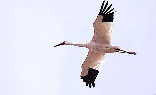 White Crane (Siberian Crane): beskrivelse, der interessante fakta bor
