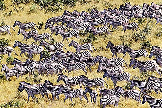 Burchella zebra: foto, beskrivelse, habitat, livsstil