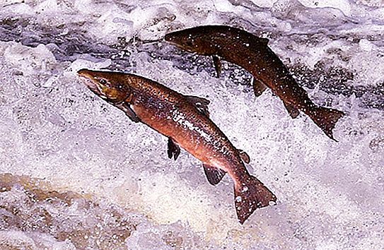 Black Sea Salmon. Mga ugali, pangingisda, pangingisda