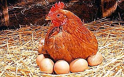 O que apareceu pela primeira vez: um ovo ou uma galinha? Dinossauro