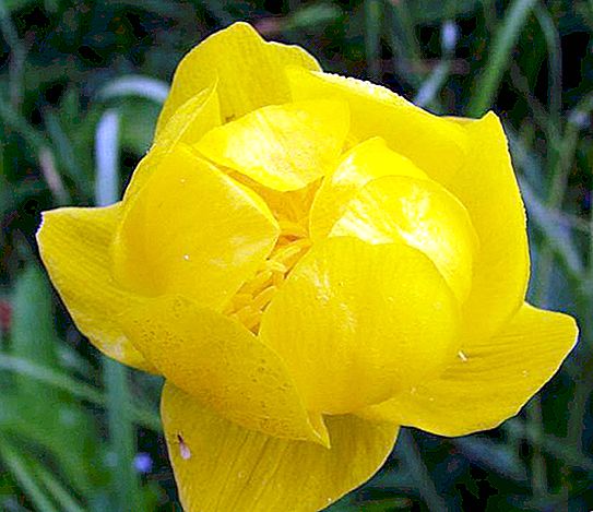 Italmas flower - a symbol of Udmurtia