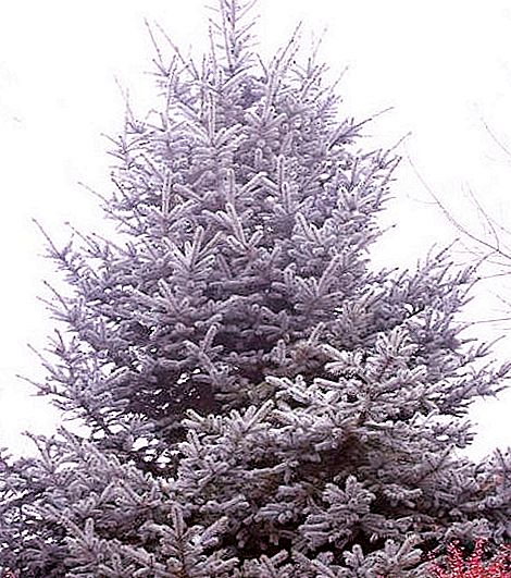 Spruce Hupsey เป็นความงามสีฟ้าที่มีเสน่ห์ Spruce Hupsi: คำอธิบายการสืบพันธุ์การดูแล
