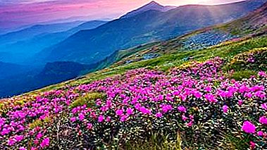 Kalnų gėlės: pavadinimai ir ypatybės