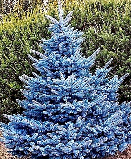 Mod de propagare a molidului albastru: caracteristici de cultivare și îngrijire, sfaturi și trucuri