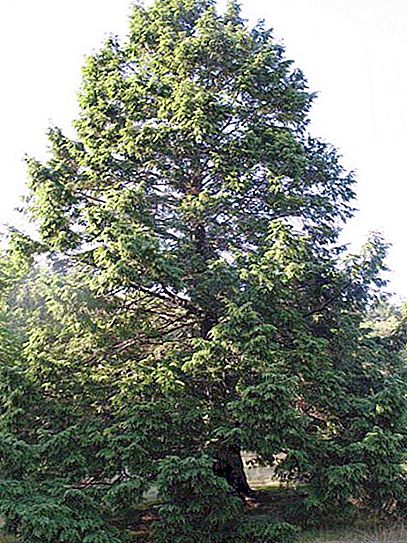 Canadian pine is an evergreen conifer with a flat conifer. Tsuga Canadian