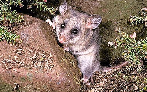 Dwarf possum: binatang berkantung yang unik