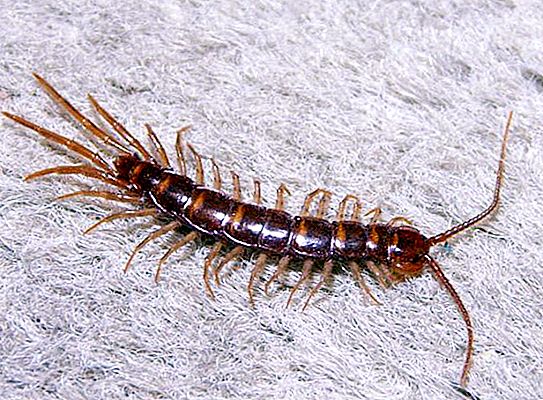 Drupe biasa adalah sejenis millipede