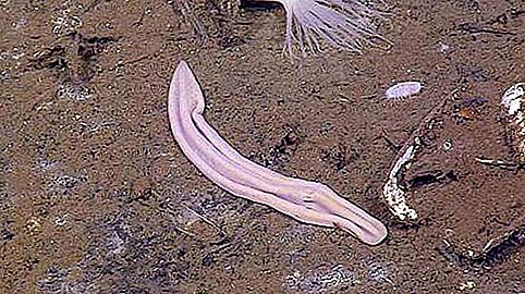 Морски животински лилав чорап