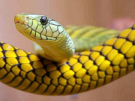 Mycket giftig orm från aspidfamiljen: vissa representanter och deras fara