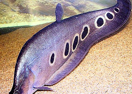 印度刀鱼：名称，描述和照片，繁殖，饲养特征，饲养和饲养规则