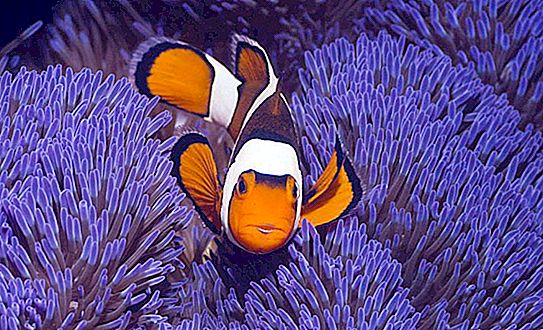 Clown fish - description, where it lives, contents and interesting facts