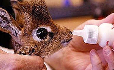 Maailman pienin antilooppi. Dik-dik antilooppi: kuvaus, kuva