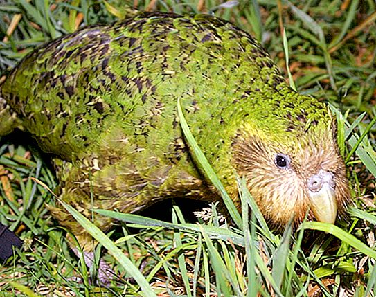 Največje papige: Zabavna dejstva o Kakapu