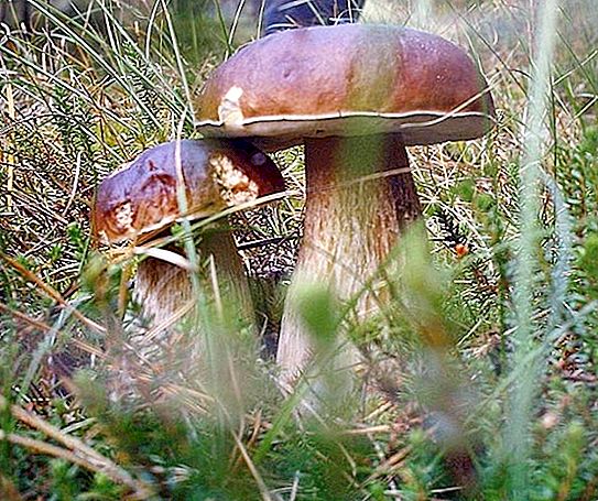 Edible and inedible mushrooms: classification by nutritional value