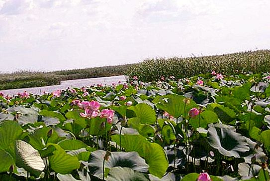Säsongen då lotusblommor blommar i Astrakhan