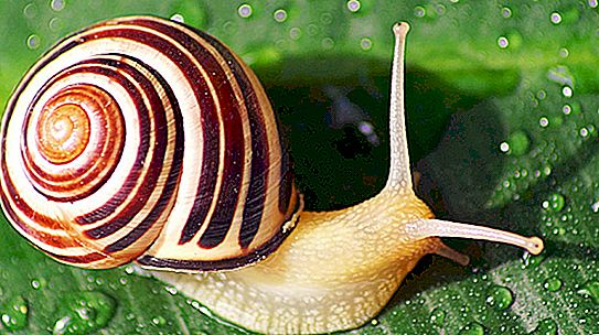 Lahat tungkol sa mga snails: ilang mga salita tungkol sa mga shell, ang mga snails ay may ngipin, bakit kailangan nila ng uhog, at marami pa