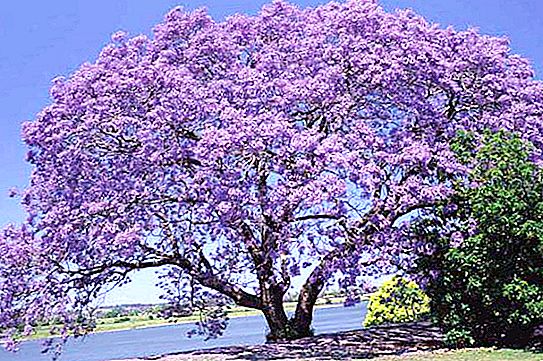 Jacaranda (violet boom) groeit in Rusland of en waar? Waar groeit jacaranda (violette boom)?