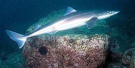 Shark Katran: penghuni aman Laut Hitam