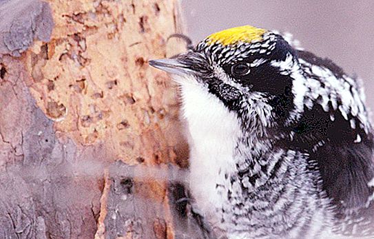 美国三趾啄木鸟：描述，栖息地