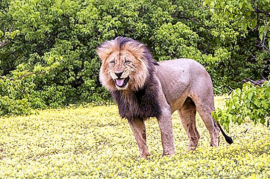 Große, aber immer noch Katzen: Der Fotograf fotografierte ausgelassene Löwen vor dem Hintergrund einer blühenden Wüste