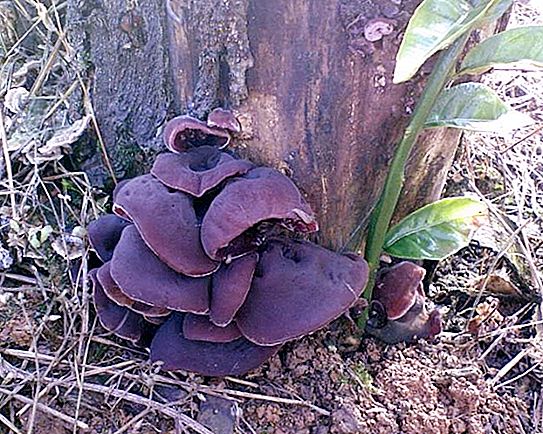 Black breast - edible, but not very popular mushrooms