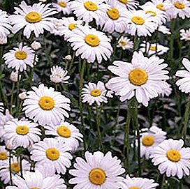 Field camomile flower: description and useful properties