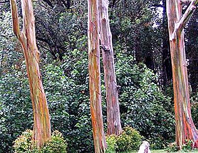 Eukalyptus (strom), kde roste? Výška eukalyptu. Eukalyptový kmen