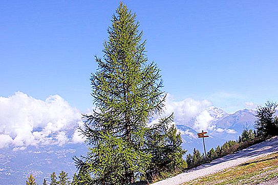 How to distinguish larch from pine: description, photo, where they grow