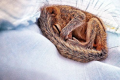 Ako veveričky spia? Zaujímavé fakty. Fotografie spiacich veveričiek