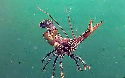 Large marine cancer: photo and description. Marine hermit crab