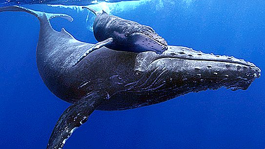 Rakkaus jättiläisiä tai hienouksia paritteluun valaita
