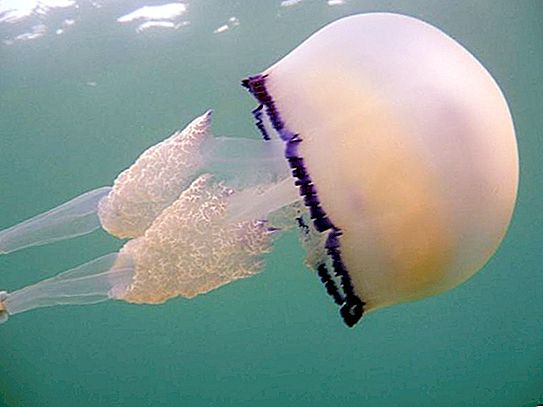 Jellyfish Cornerot - μια επικίνδυνη ομορφιά