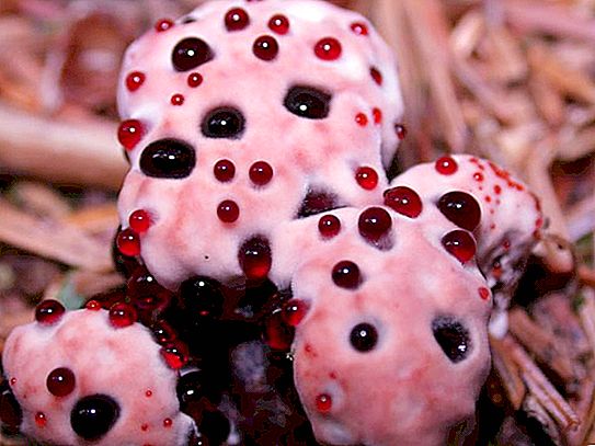 Jamur "pendarahan" yang tidak biasa. "Jamur pendarahan" jamur - dapat dimakan atau tidak?
